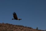 IMG_1666.jpg
