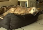 Moritz chilling 03.jpg
