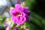 IMG_2373.JPG