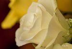 Rose03.jpg