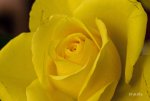 Rose04.jpg