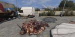 DyingLightGame_2015_02_10_05_27_25_028.jpg