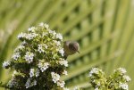 FlyPic1.jpg