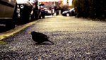 DSC01362 V2.jpg