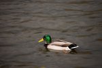 DSC_9222.jpg