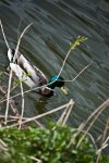 DSC_9235.jpg