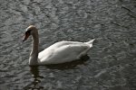 DSC_9274.jpg