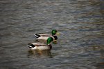 DSC_9213.jpg