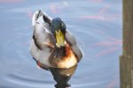 Ente.jpg