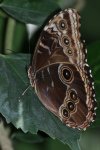 Schmetterling.jpg