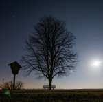 Baum 07.03.jpg