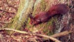 Eichhörnchen_EOS (1).jpg