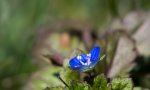 Blaue Blume.JPG