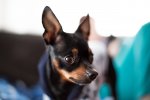 50MM1,4 MKIII 2.JPG