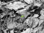 BILD0125SW.jpg