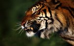 tiger.jpg