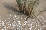 Muscheln.jpg