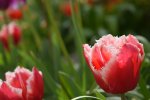 DSC_0200.JPG