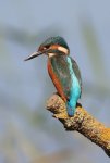 Eisvogel.jpg