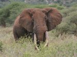 Elefant.jpg