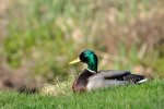 DSC_0036.jpg