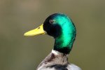 DSC_0040.jpg