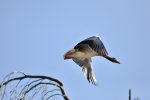 DSC_0042.jpg
