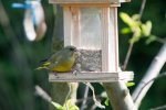 DSC_0091.jpg