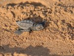 Unechte KarettschildkrÃ¶te.jpg