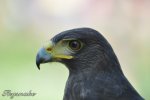 Zoo Heidelberg 510_klein.JPG