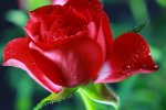 Rose - Kopie.jpg