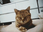 Facepalm cat gif.gif