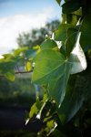 DSC00246-1.jpg