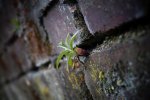 DSC00258.jpg