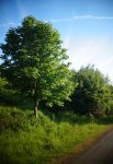 DSC00233-1.jpg