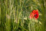Mohn .jpg