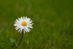 Gänseblümchen .jpg