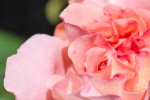 Garten (1 von 1)-3.jpg