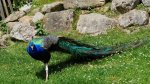 DSC00747.jpg
