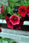 DSC_0720_2.JPG