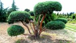 grafikkarte_bonsai.jpg