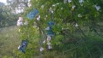 WP_20150614_17_52_47_Pro.jpg