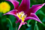 DSC_0251.jpg