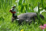 Zoo Heidelberg 375_klein.JPG