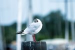 FlyPic1.jpg