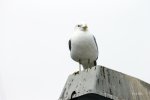 FlyPic4.jpg