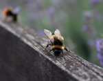 Hummel.jpg