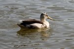 Unknown Duck.JPG