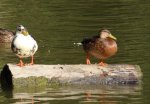 Unknown Duck2.JPG