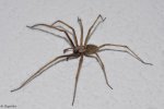 Spinne1[Vollbild-DSLR PCGHX].JPG